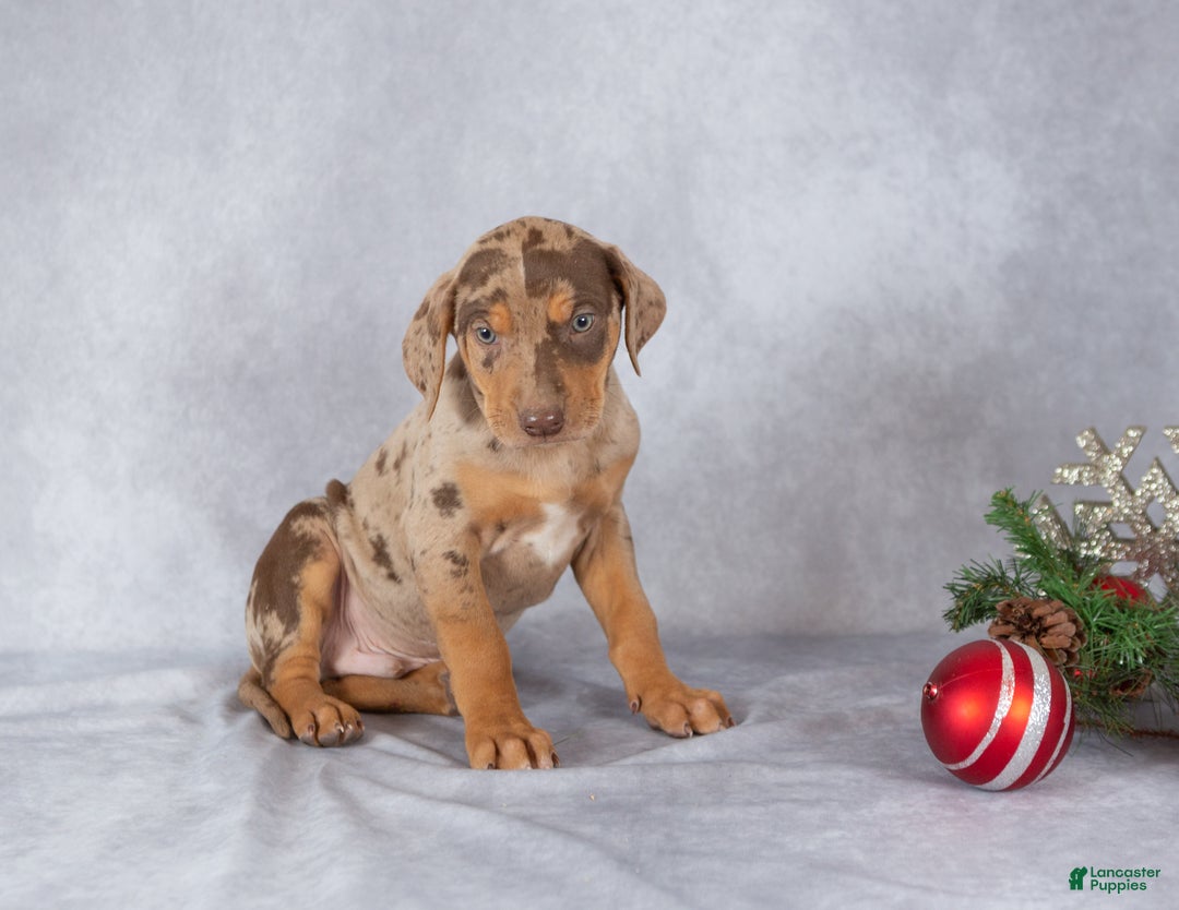Catahoula Leopard Dog dogs for sale: Jingle - Ad 1