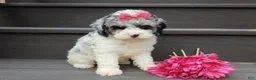 Cockapoo dogs for sale: Hailey - Ad 7