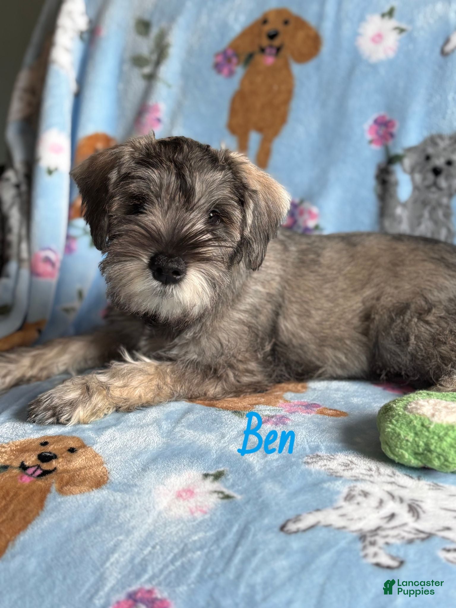Miniature Schnauzer dogs Ben - Ad 5