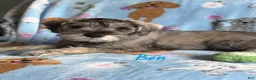 Miniature Schnauzer dogs for sale: Ben - Ad 1