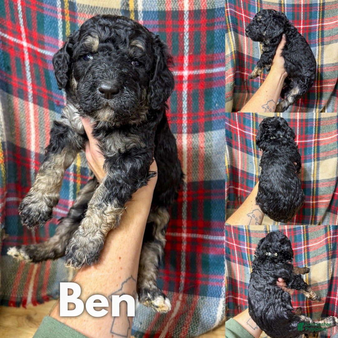 Mixed Breed dogs for sale: Ben - Ad 1