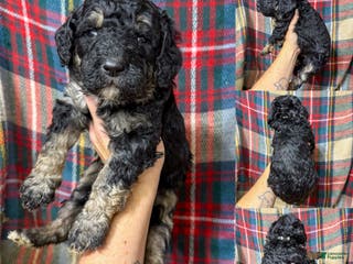 Mixed Breed dogs Ben - Ad 5