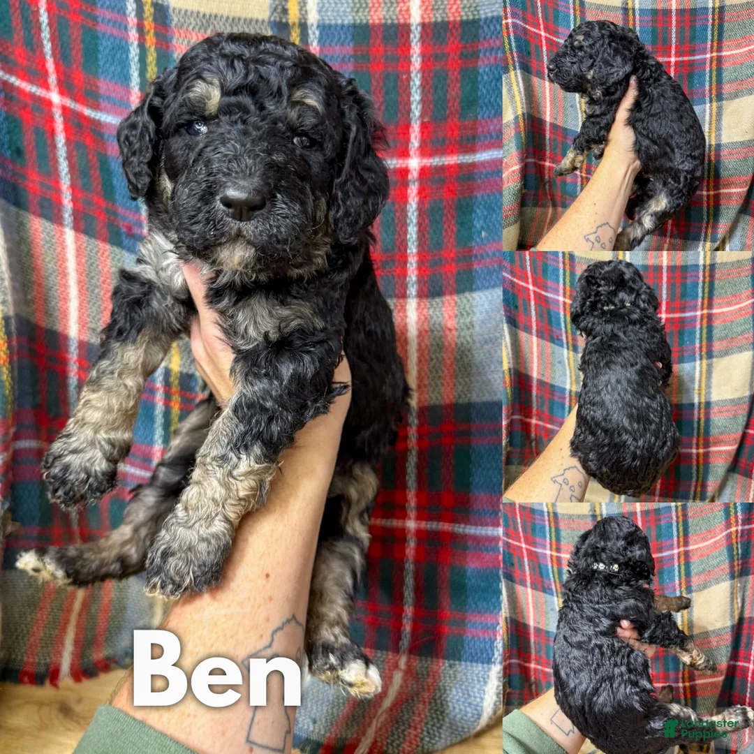 Saint Berdoodles dogs for sale: Ben - Ad 4