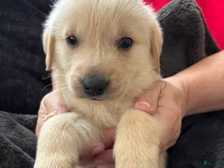 Mixed Breed dogs Red Collar - Ad 36