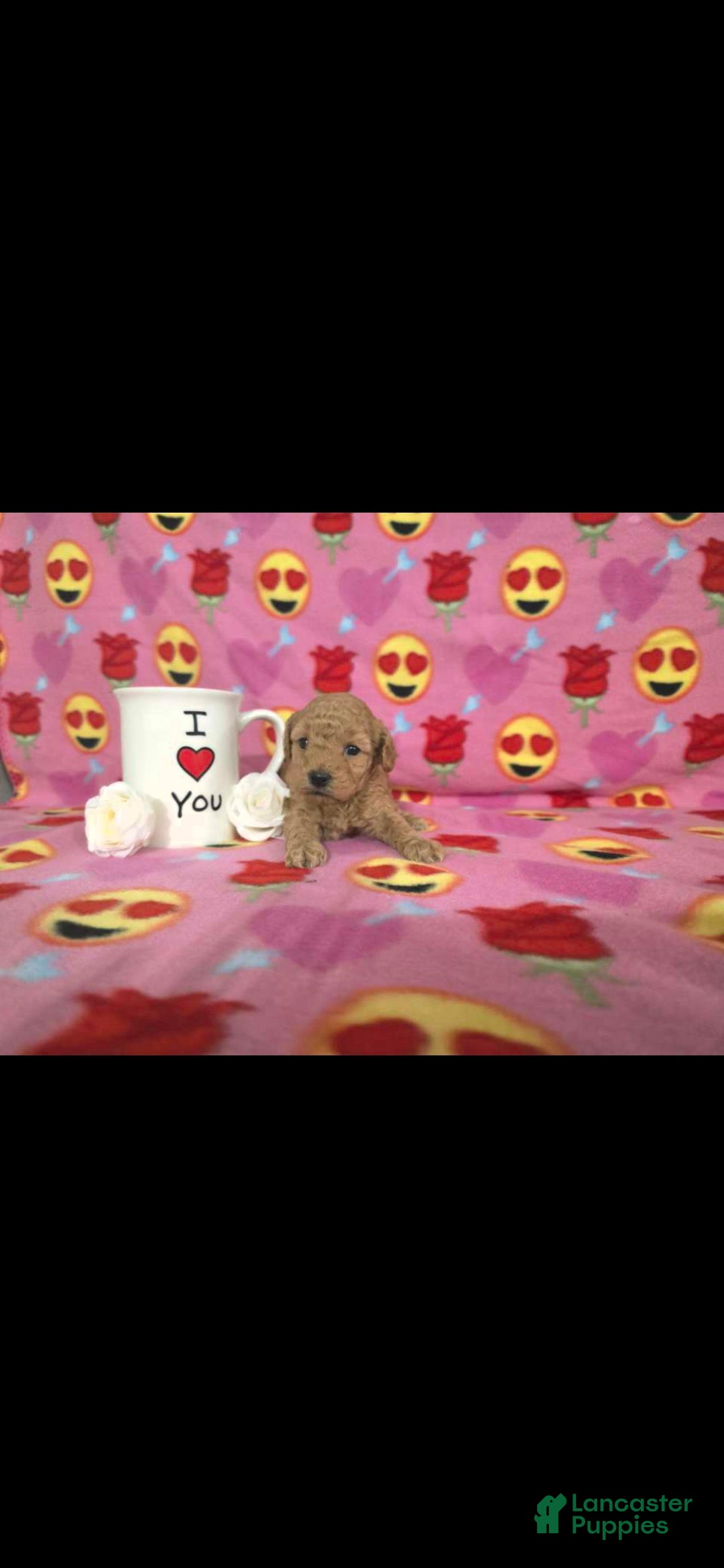 Toy Poodle dogs Toy Poodle Puppy 1 - Ad 2