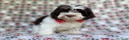 Shihpoo dogs for sale: Asher - Ad 4