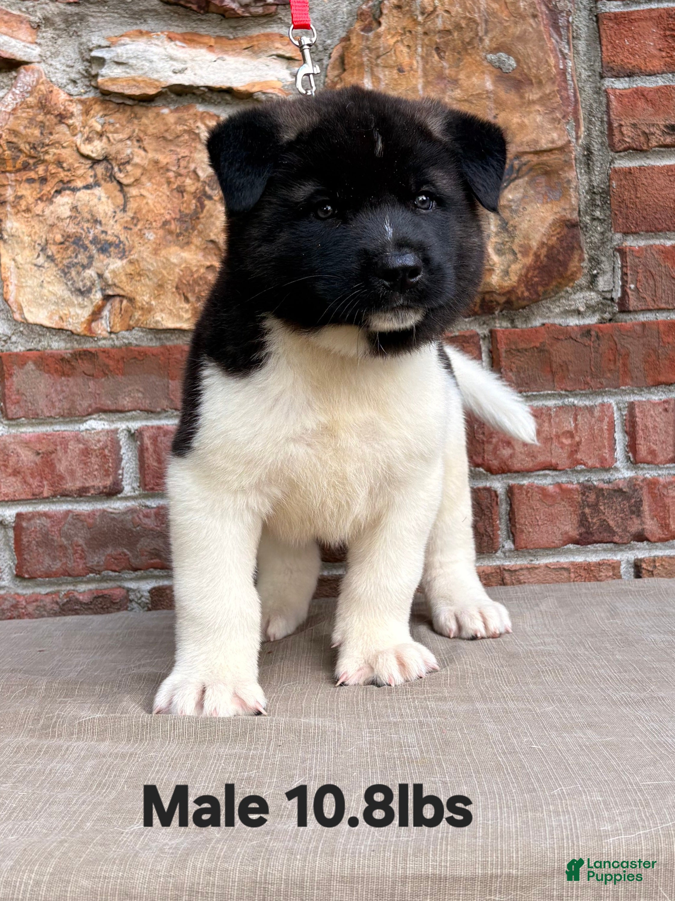 Akita dogs Akita Puppy 3 - Ad 1