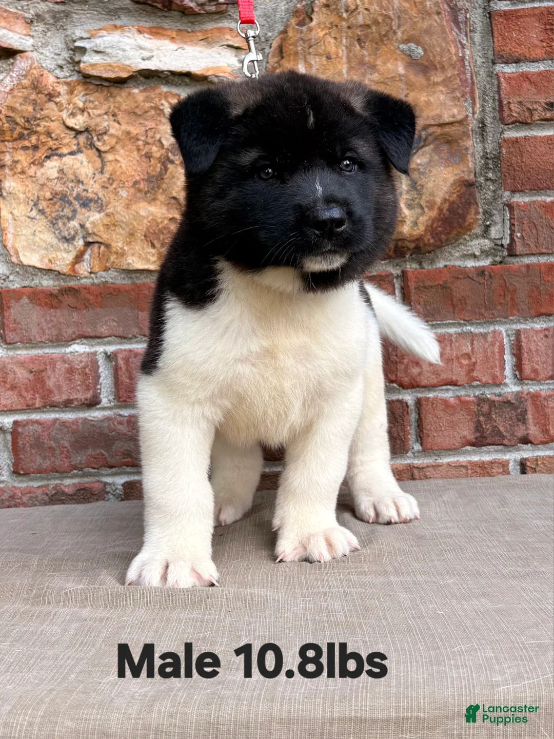 Akita dogs for sale: Akita Puppy 3 - Ad 1