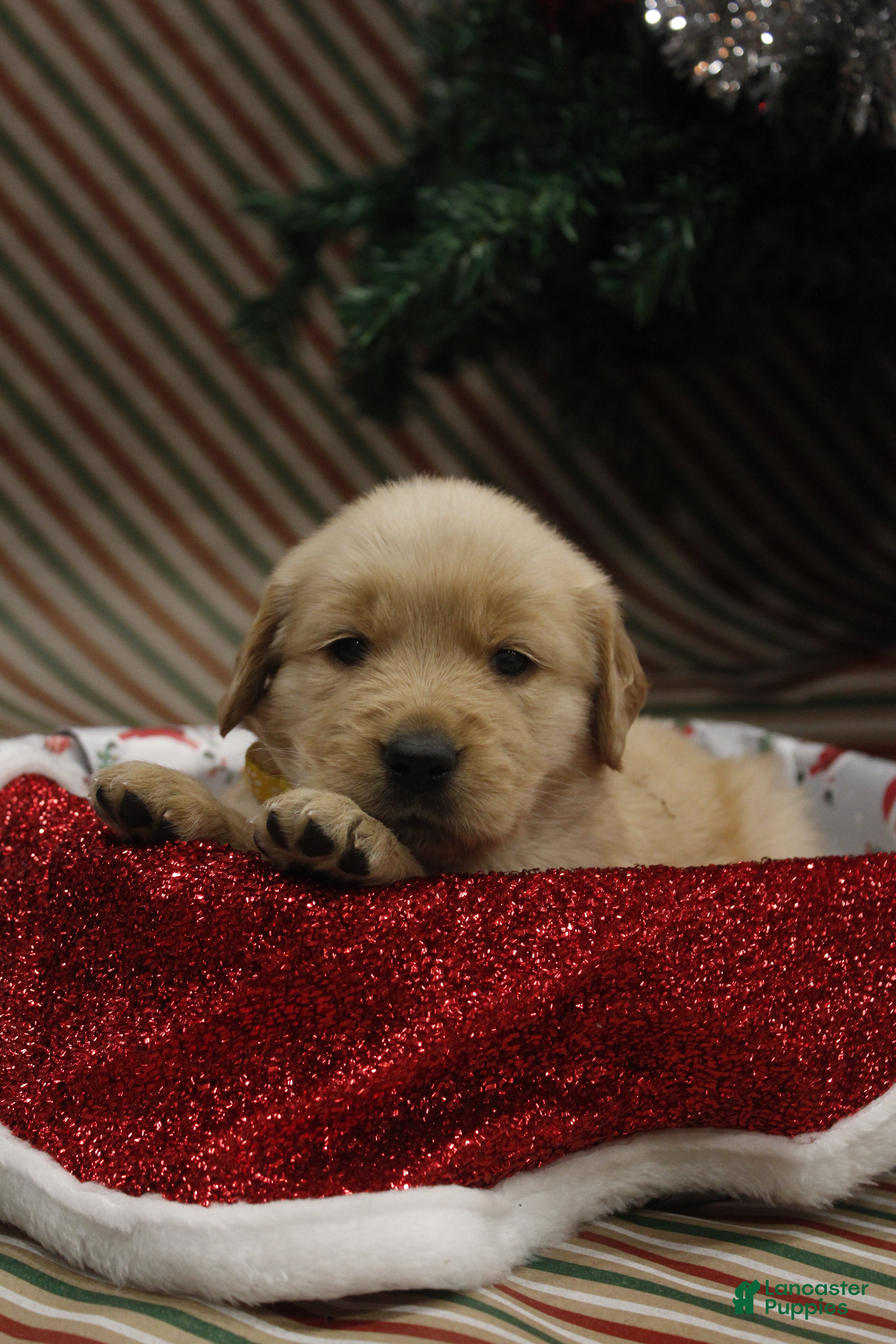 Golden Retriever dogs Sugarplum  - Ad 11