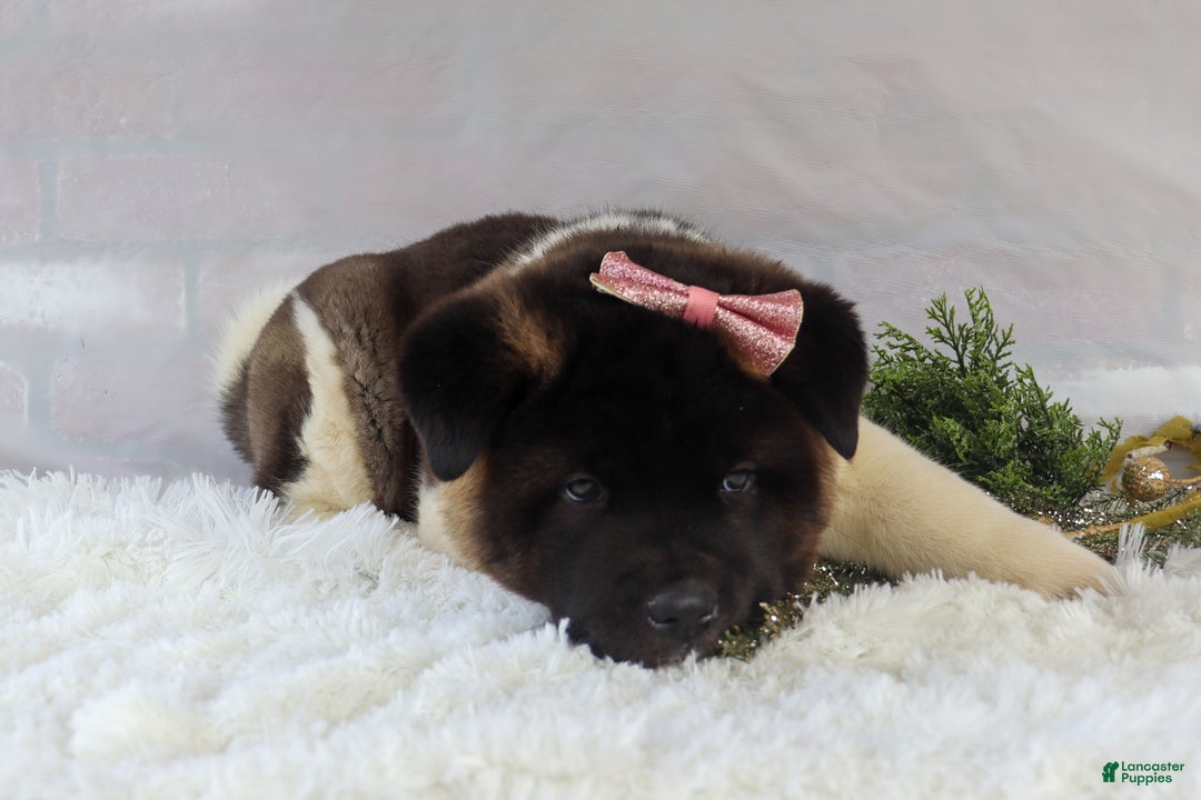 Akita dogs for sale: Rosa - Ad 22