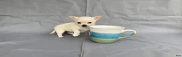 Chihuahua dogs for sale: Maisy - Ad 6