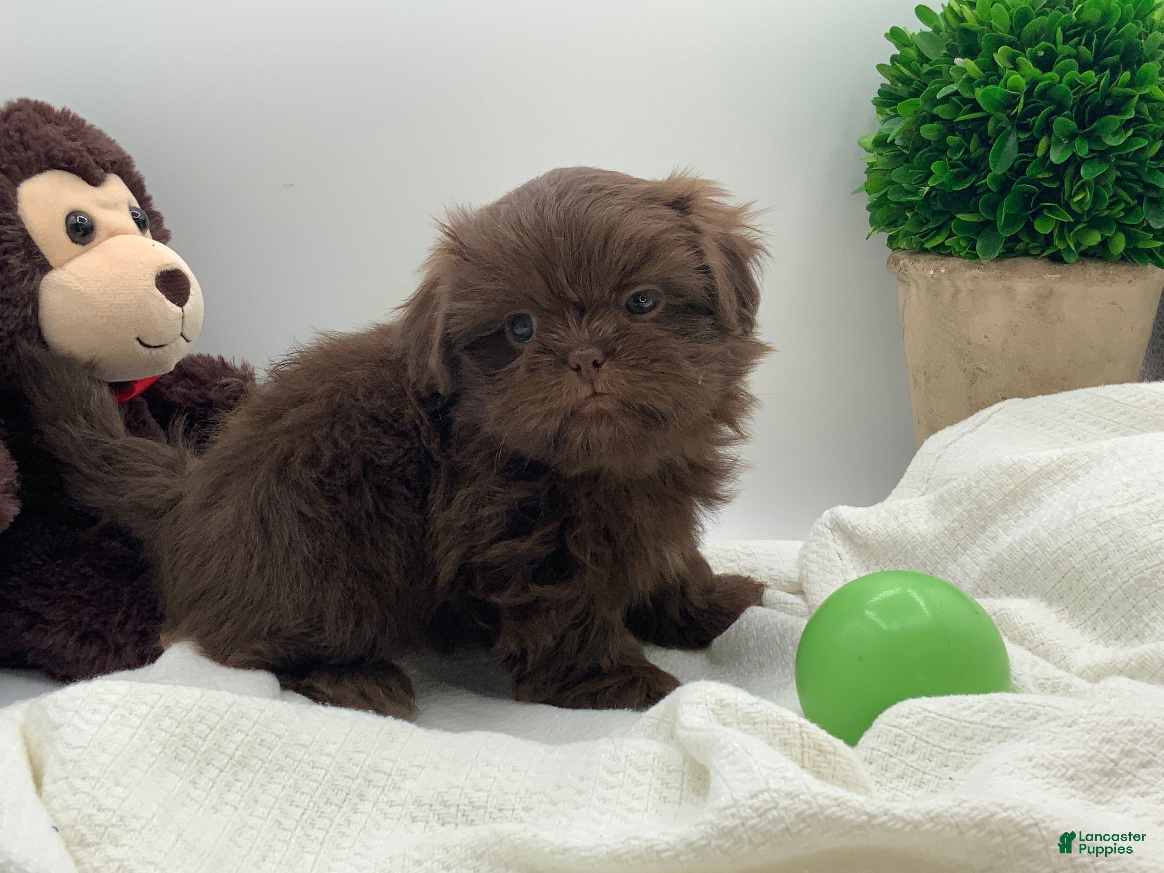 Shih Tzu dogs Kingston - Ad 2