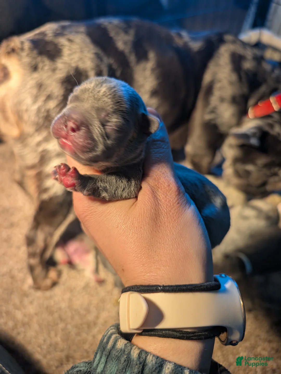 French Bulldog dogs for sale: Cereal  - Ad 1