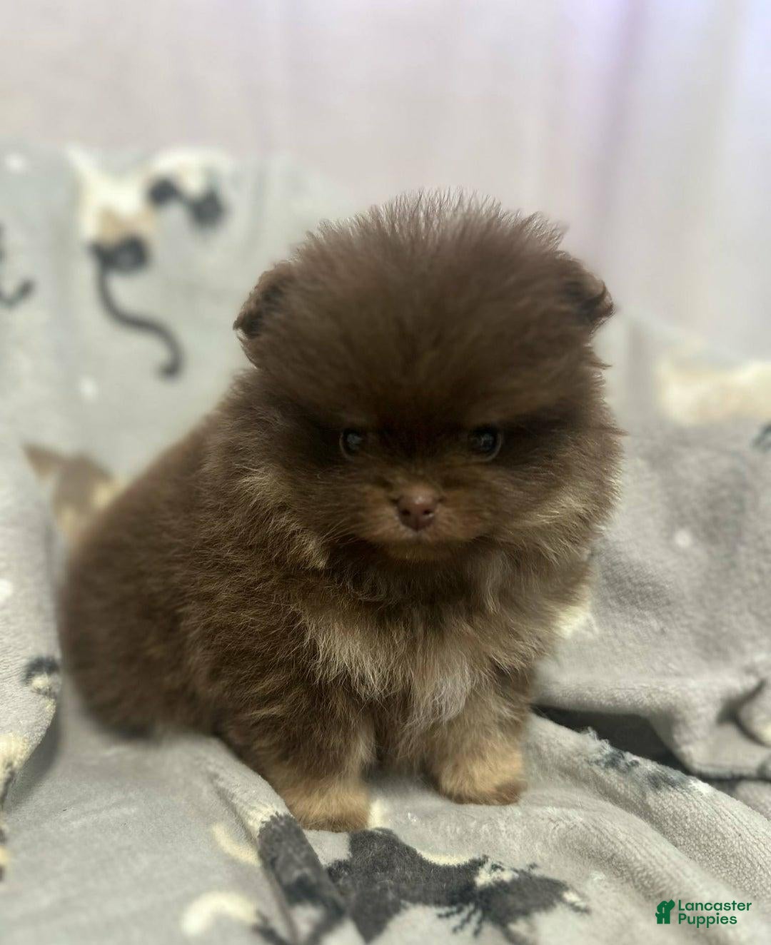 Pomeranian dogs for sale: Benji - Ad 9