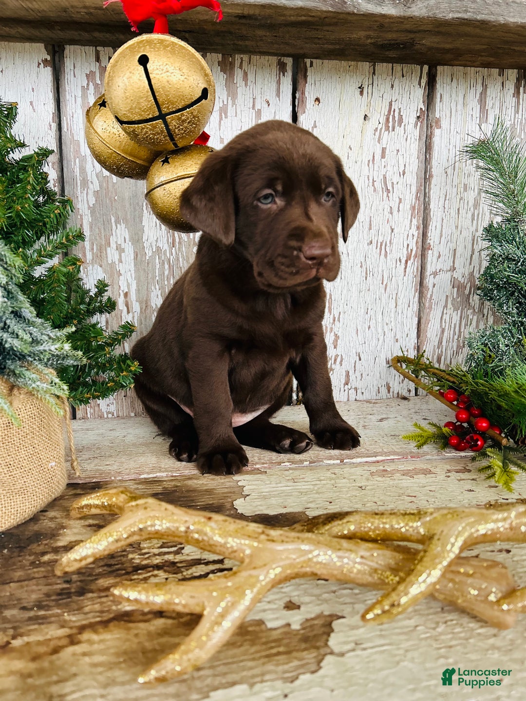 Labrador Retriever dogs for sale: Twinkle  - Ad 7