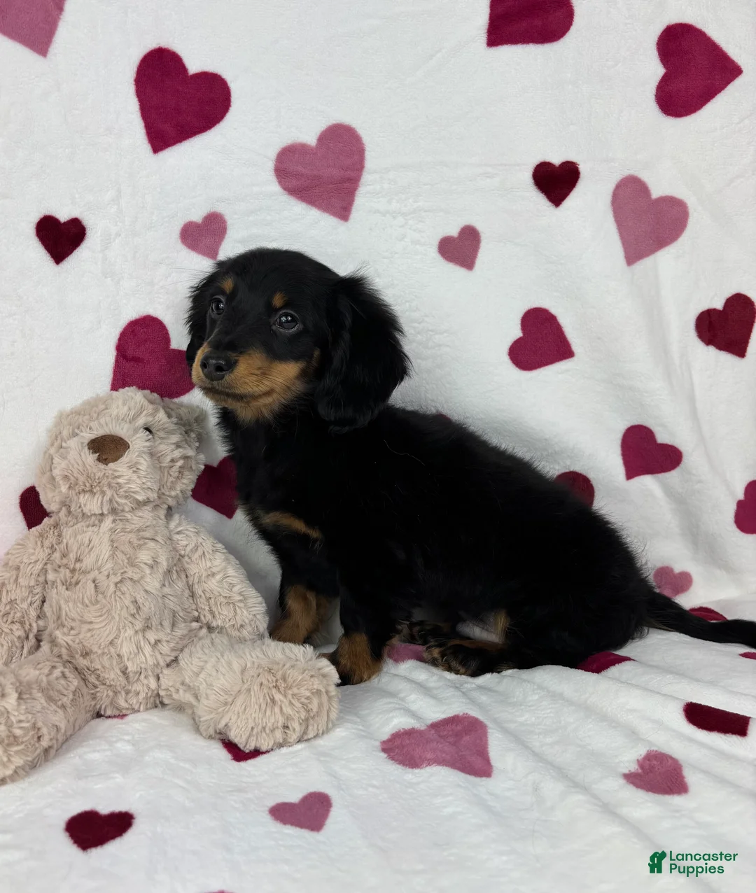 Dachshund dogs for sale: Mini Dachshund Puppy 1 - Ad 6