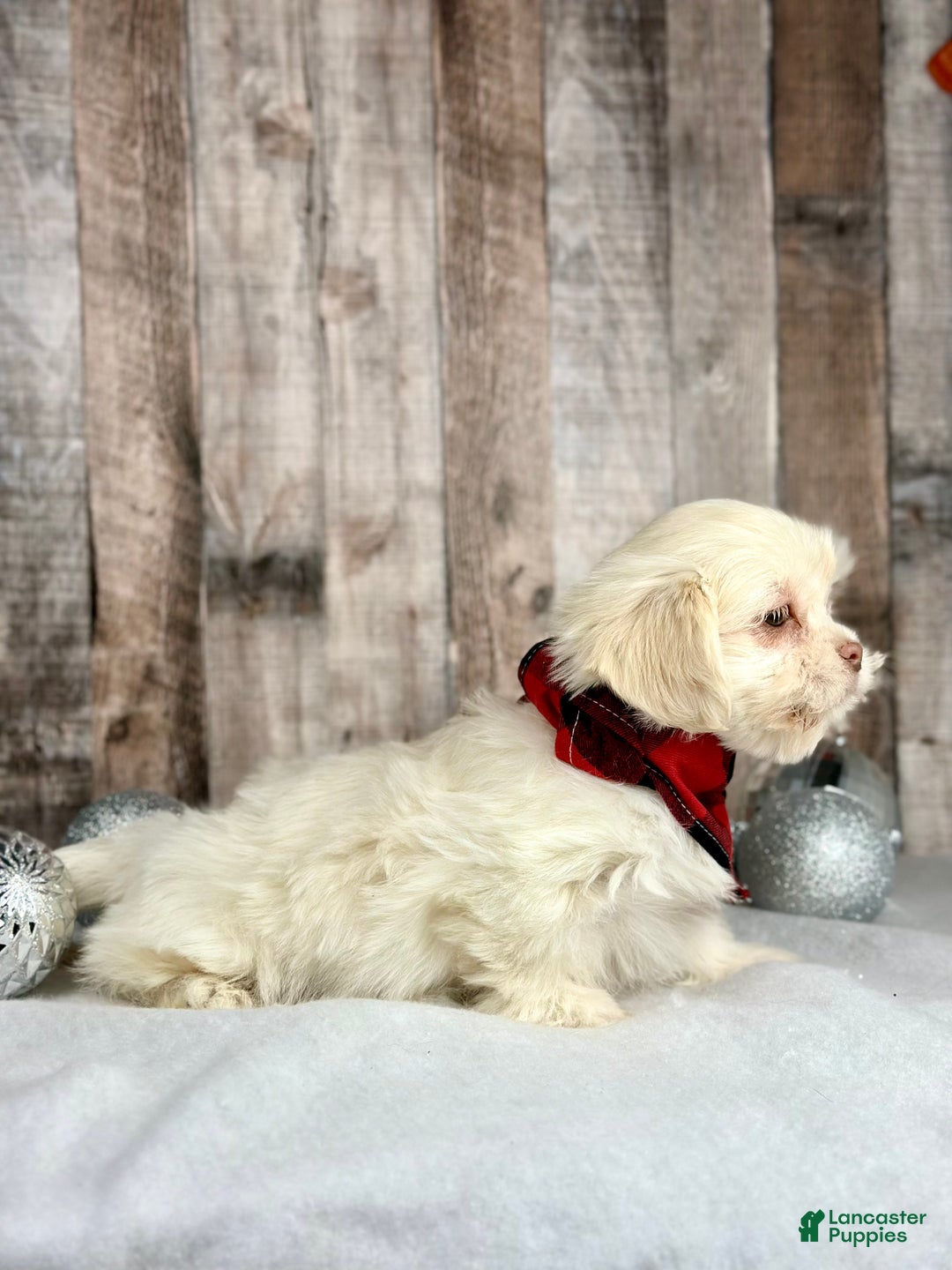 Mixed Breed dogs for sale: Girl Teddy - 9229 - Ad 3