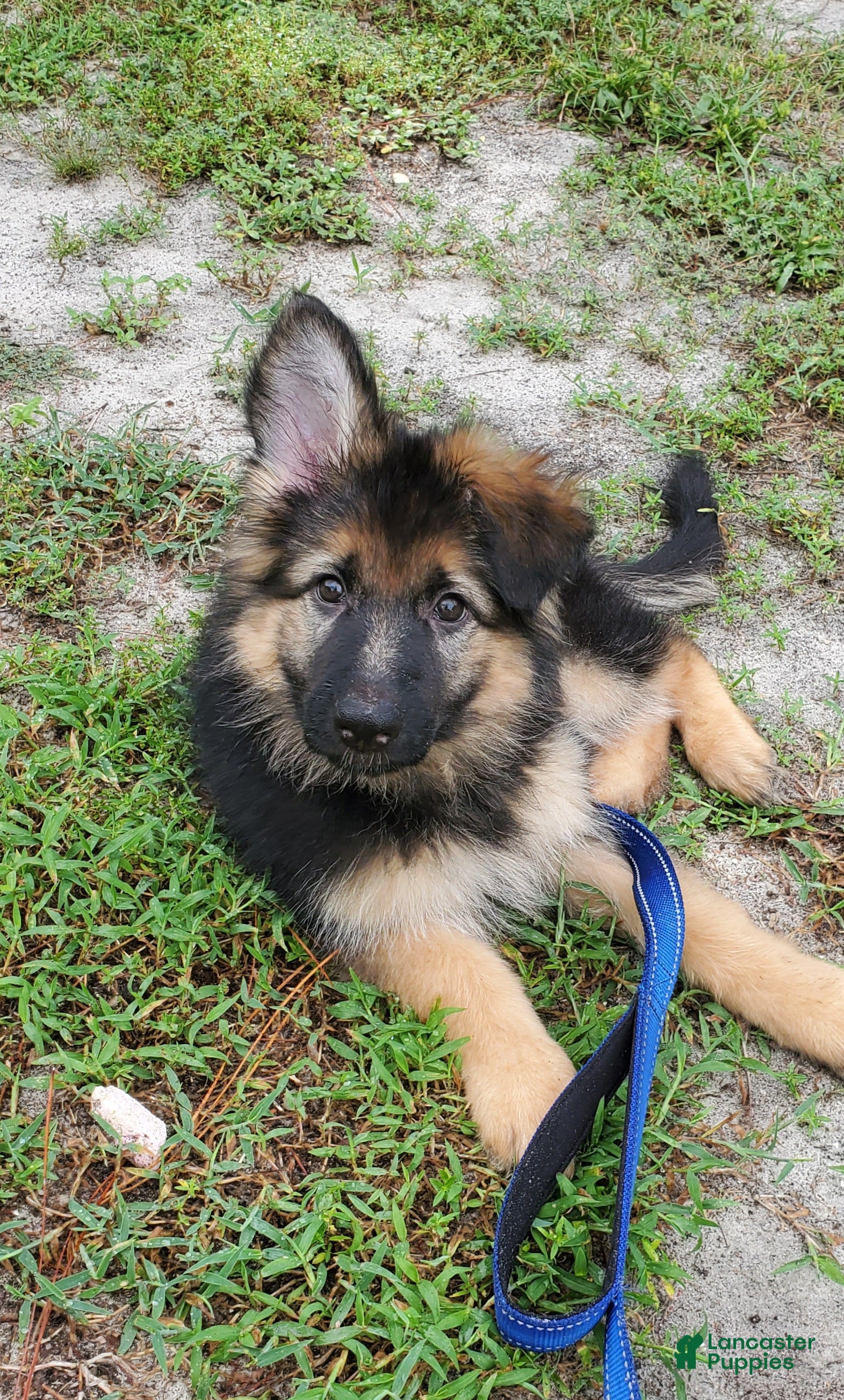 German Shepherd dogs Green Beanie - Ad 7
