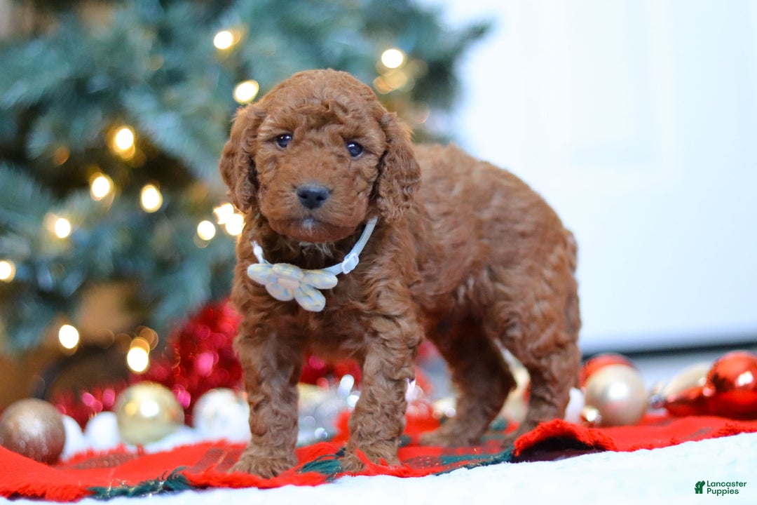 Mixed Breed dogs for sale: Gordon – Male (M7928) - Ad 4