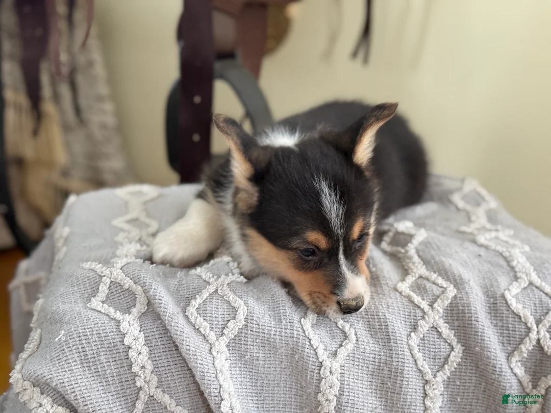 Welsh Corgi Pembroke dogs for sale: Finley - Ad 8