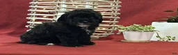 Miniature Poodle dogs for sale: Maggie - Ad 5