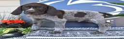 German Shorthaired Pointer dogs for sale: Chris - Ad 3