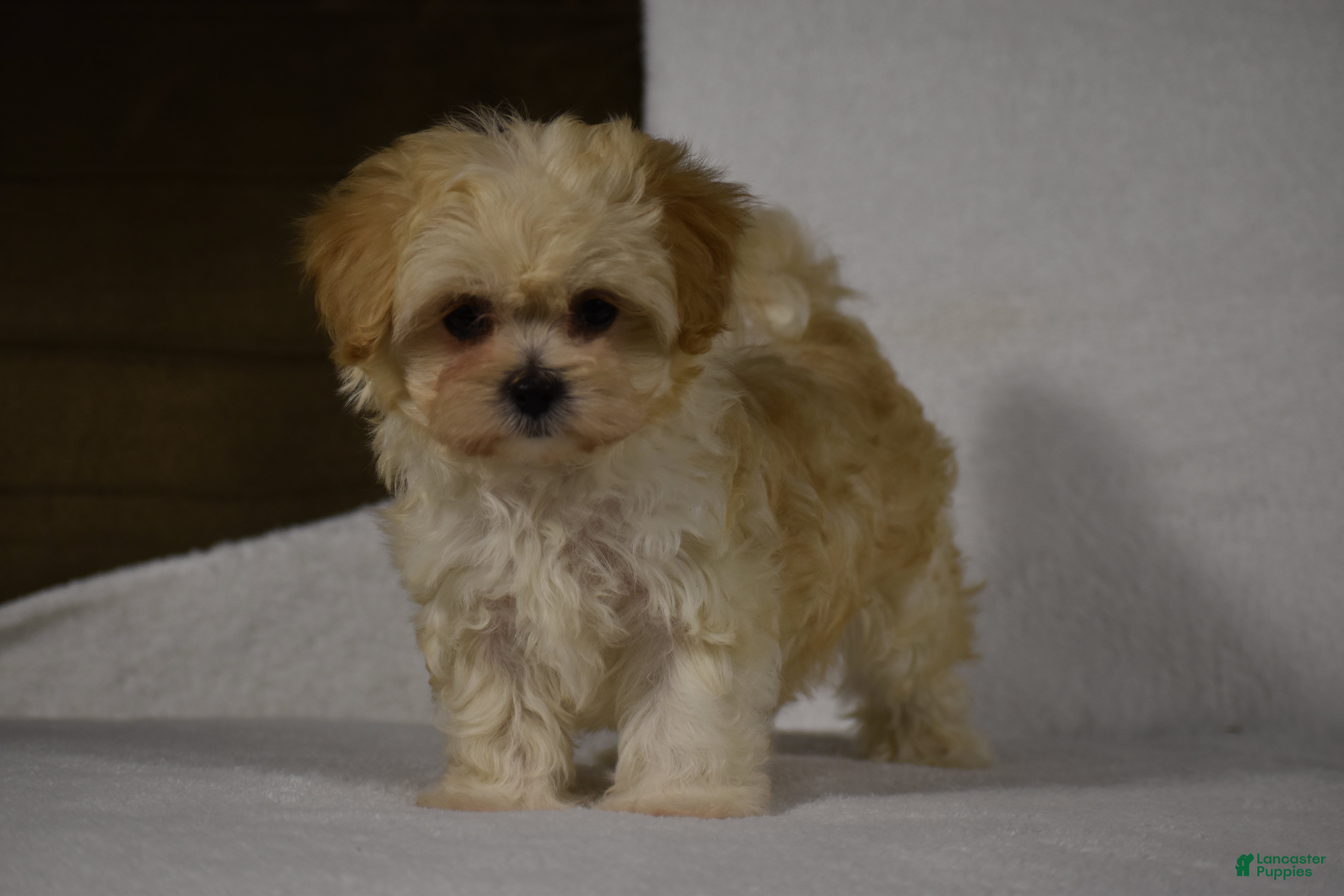 Maltipoo dogs Blossom - Ad 19
