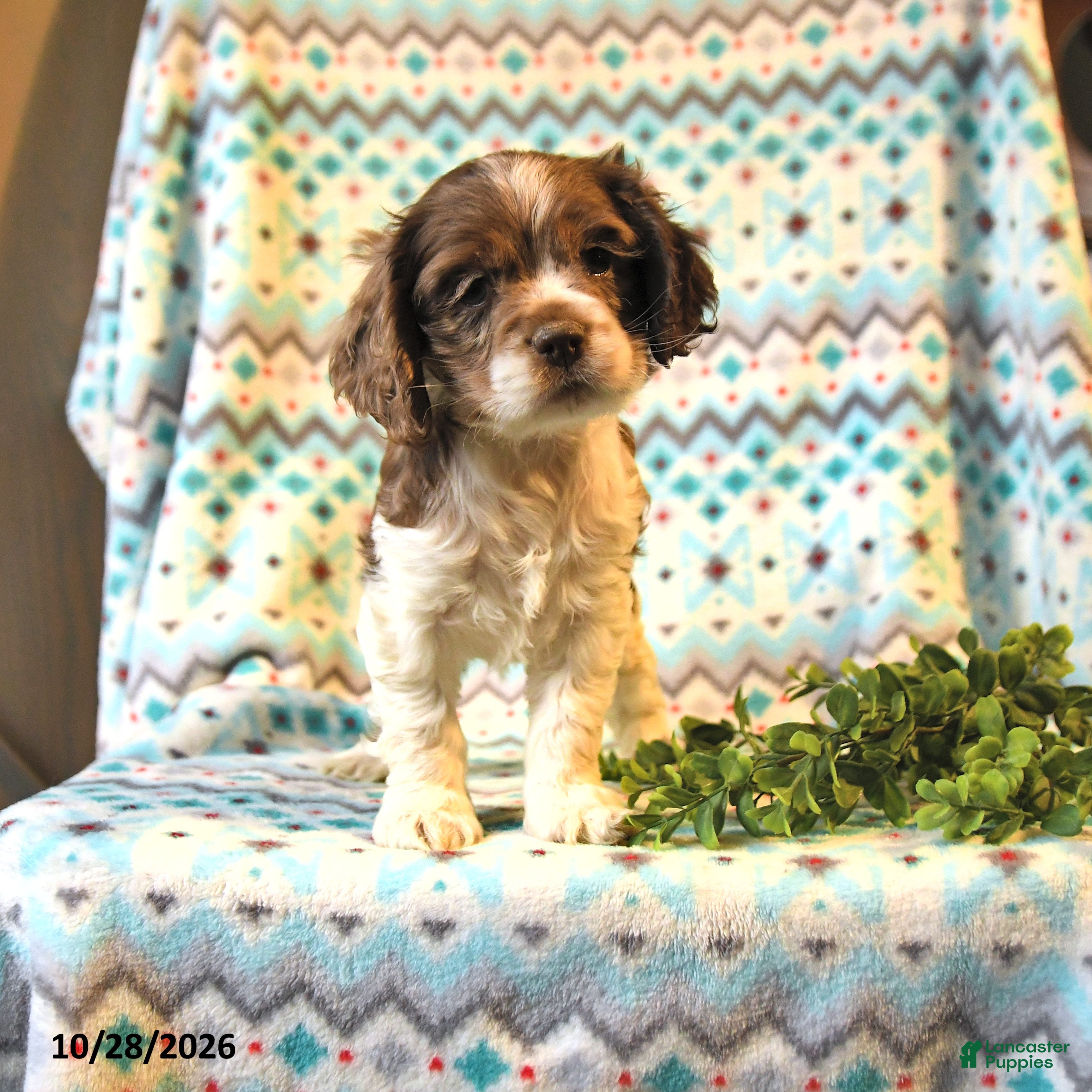Cocker Spaniel dogs for sale: Thea - Ad 1
