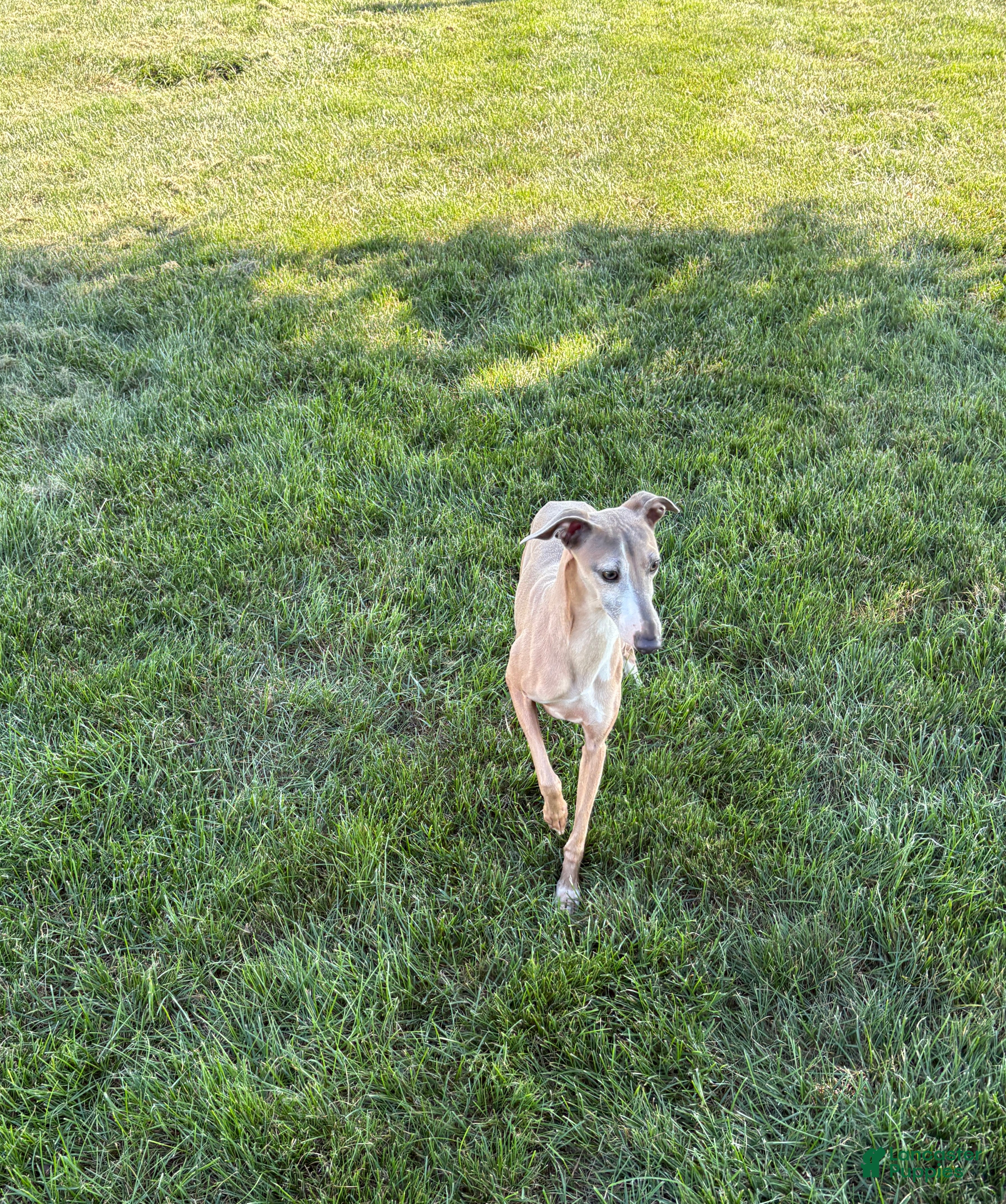 Italian Greyhound dogs Derek - Ad 2