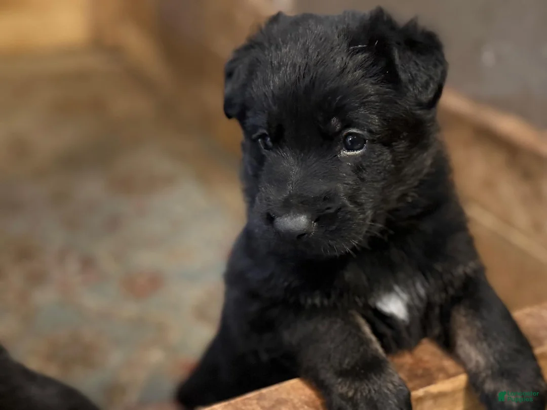 German Shepherd dogs for sale: German Shepherd Puppy 1 - Ad 2