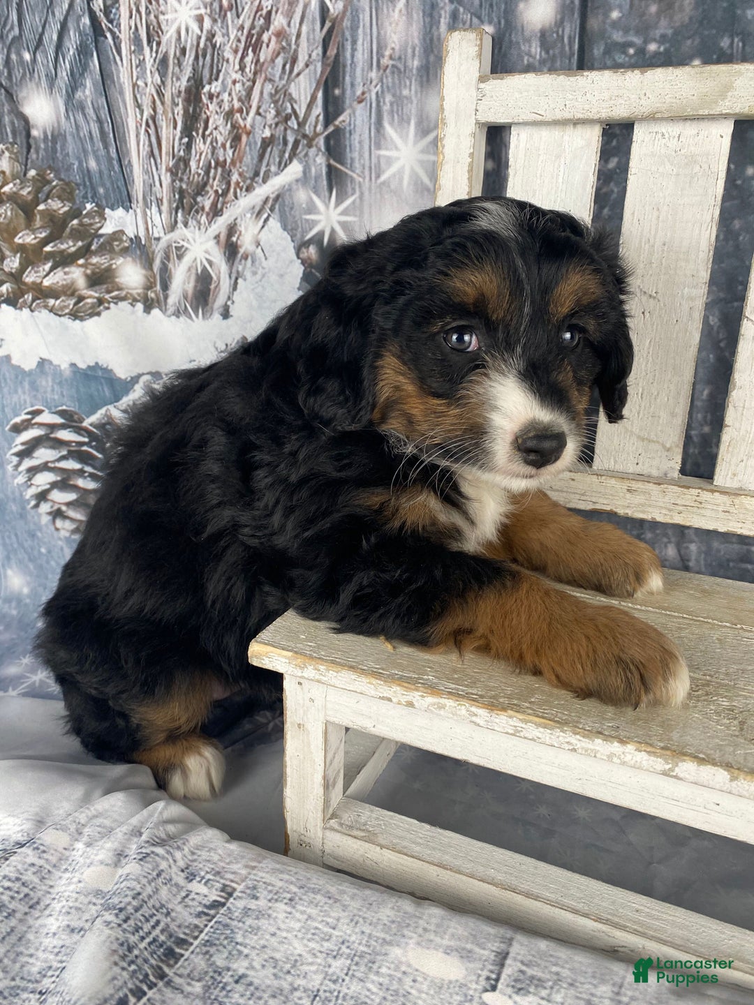 Aussiedoodle dogs for sale: Oreo - Ad 8