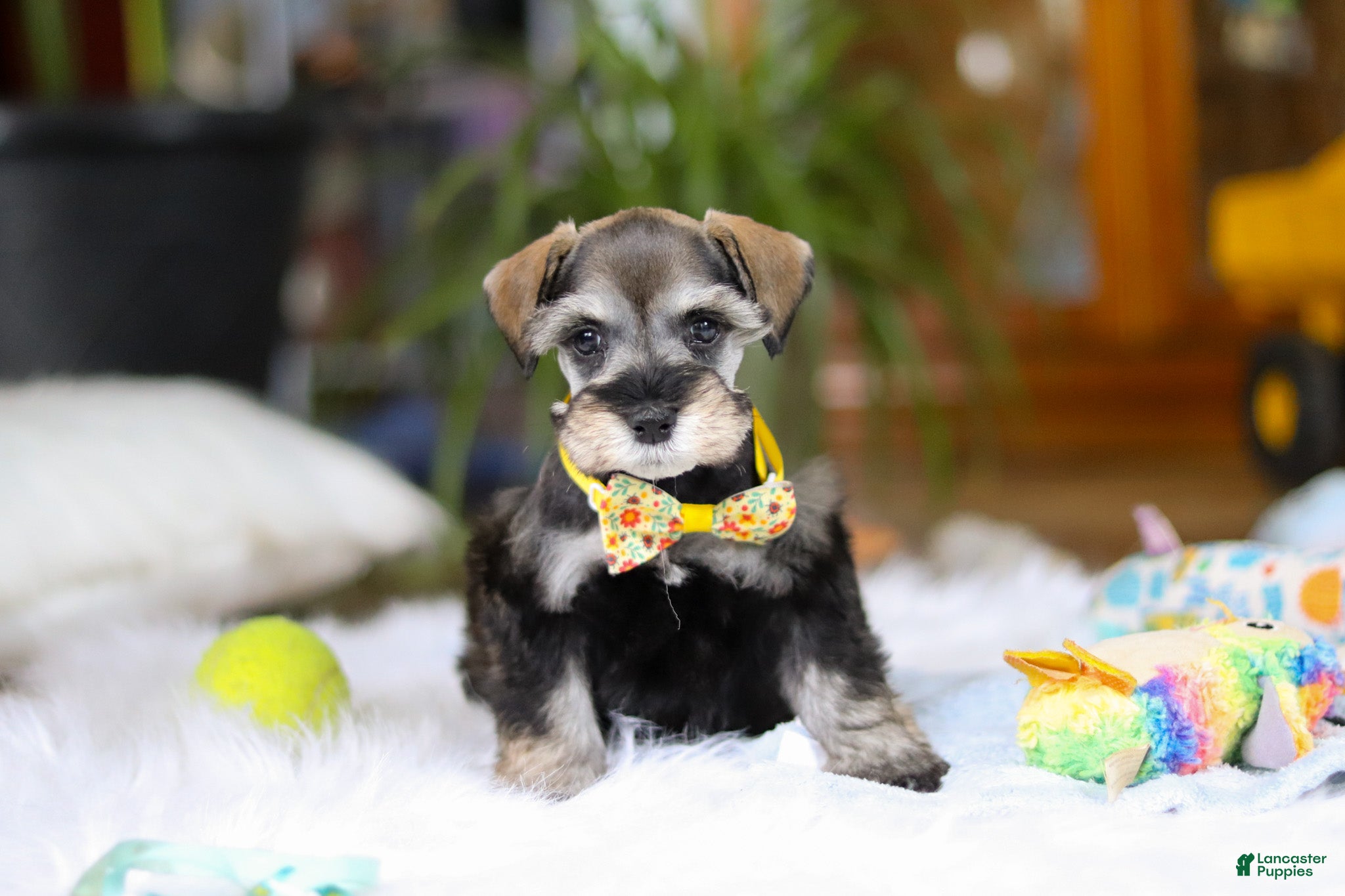 Miniature Schnauzer dogs Jax - Ad 7