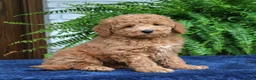 Mini Goldendoodle dogs for sale: Hugo  - Ad 2