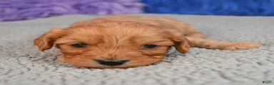 Cavapoo 4