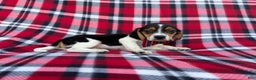 Beagle dogs for sale: Shaggy - Ad 1
