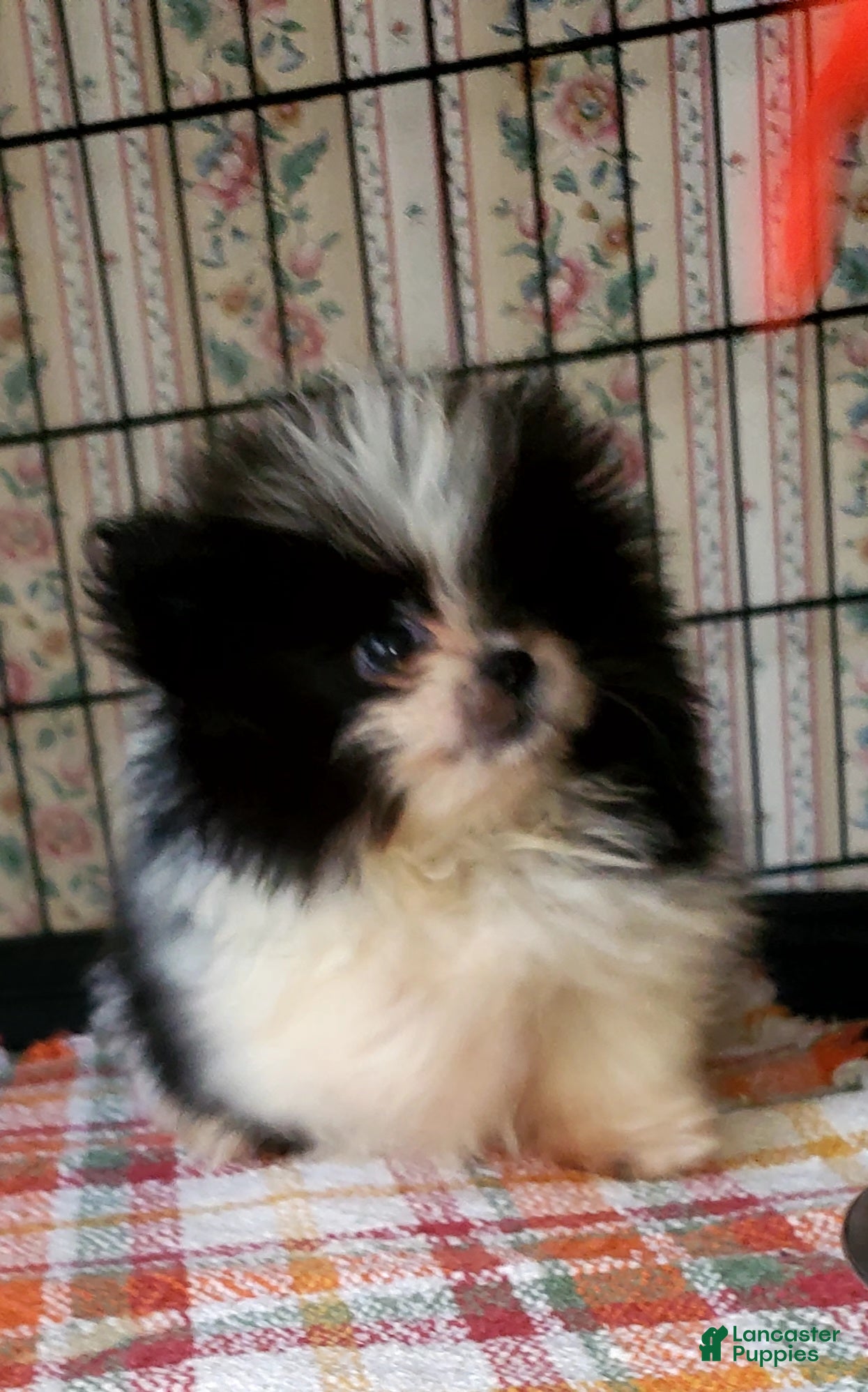 Pomeranian dogs for sale: Akc Tiny Girl - Ad 3