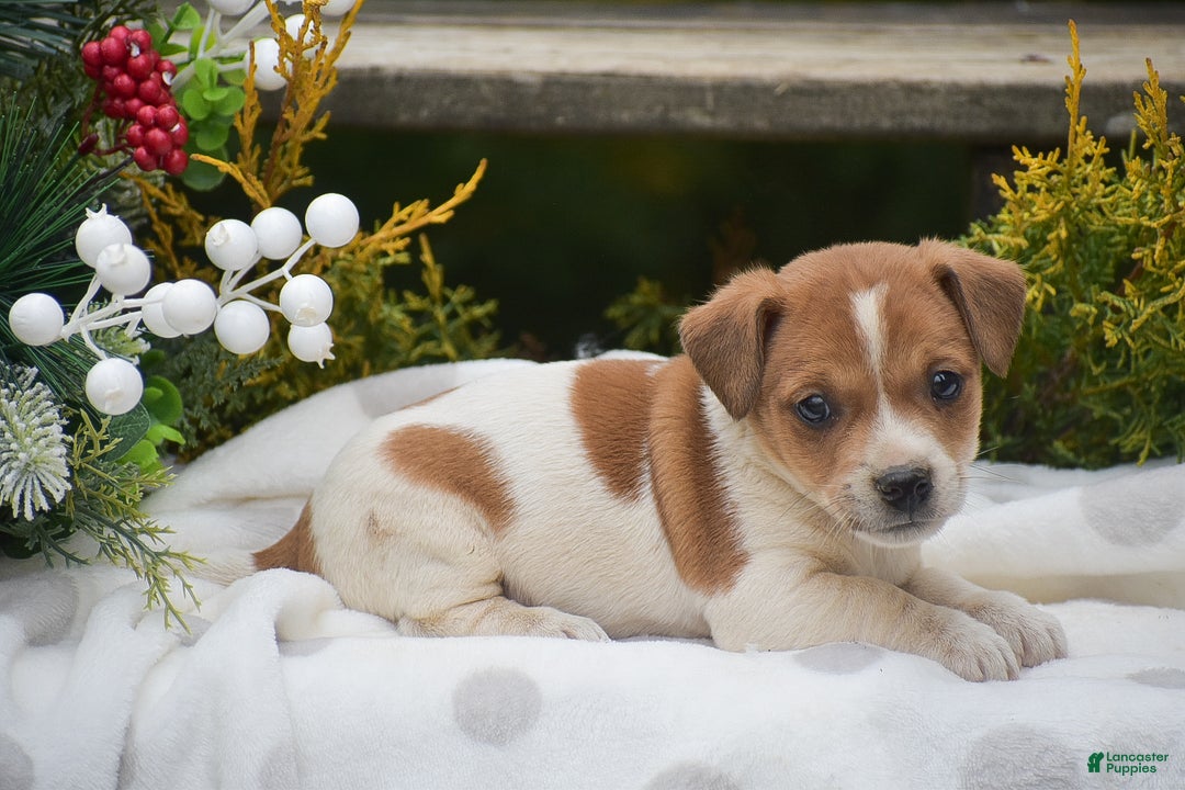 Jack Russell Terrier dogs for sale: Pinto - Ad 3