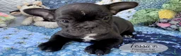 French Bulldog dogs for sale: Tessa - Ad 4