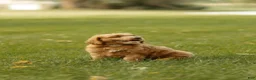 Mini Goldendoodle dogs for sale: Charlie - Ad 6