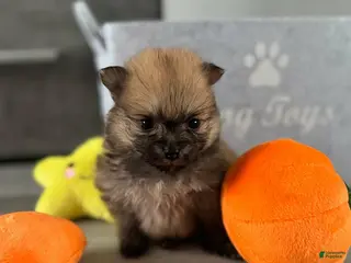 Pomeranian dogs Nina - Ad 19