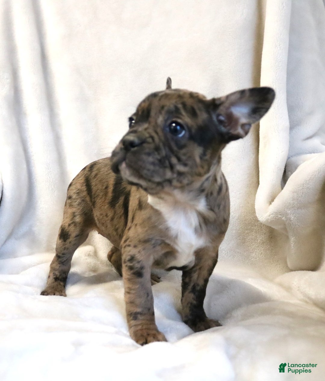 Frenchton dogs for sale: Caylee - Ad 4