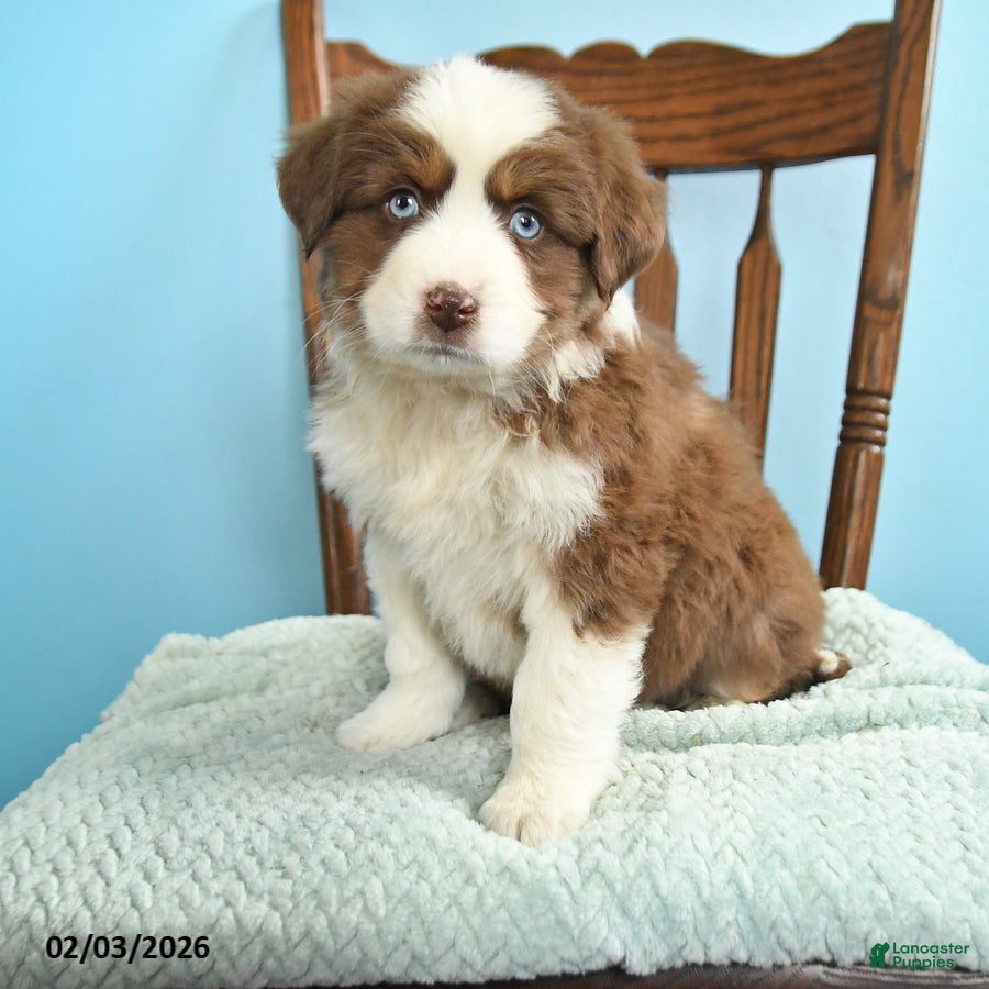 Miniature Australian Shepherd dogs Cane - Ad 2