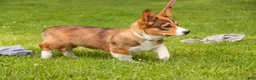 Welsh Corgi Pembroke dogs for sale: Giselle - Ad 6
