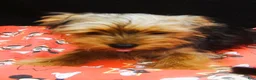 Yorkshire Terrier dogs for sale: Yorkshire Terrier 1 - Ad 4