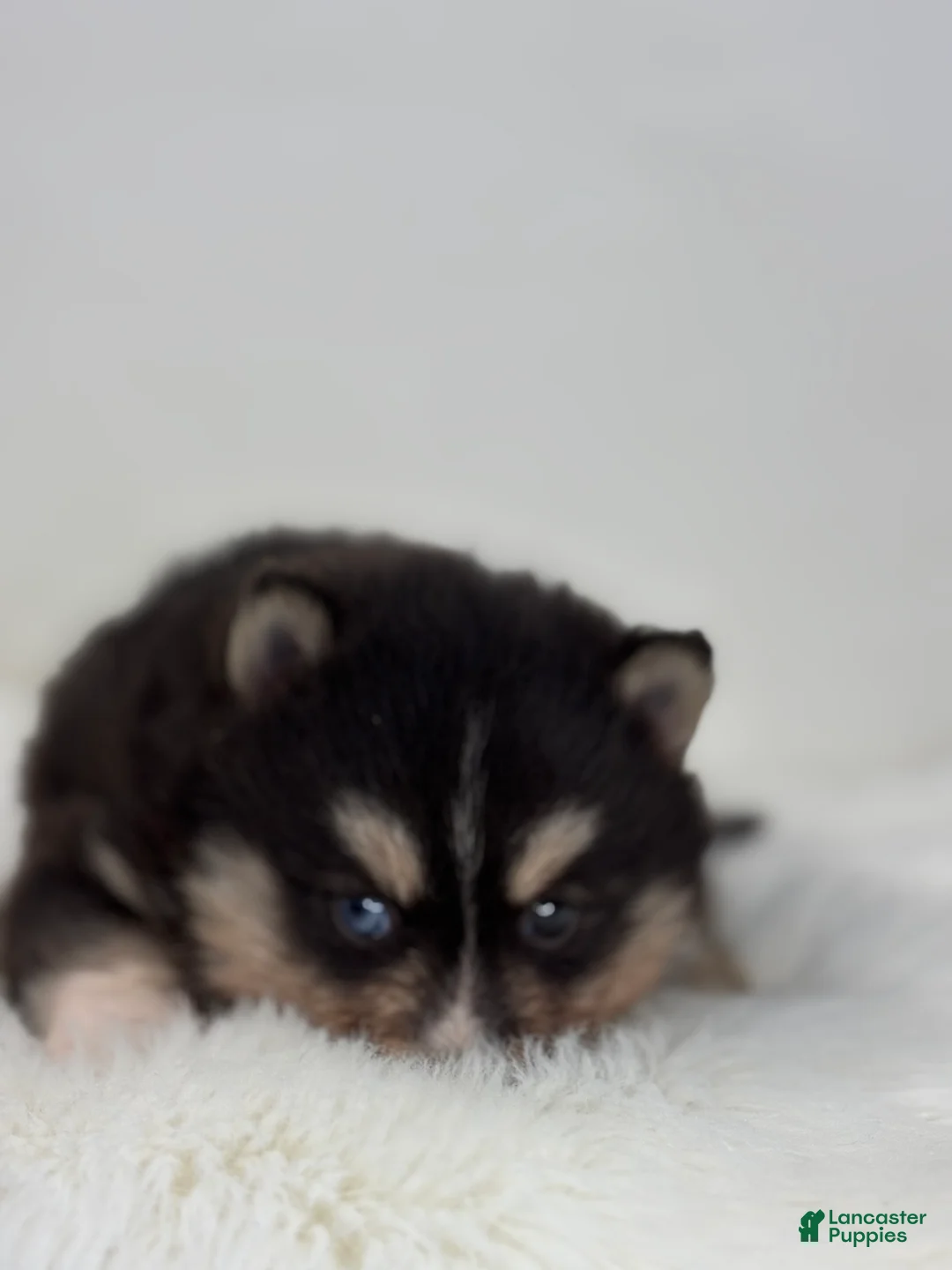 Pomsky dogs for sale: Christopher - Ad 3
