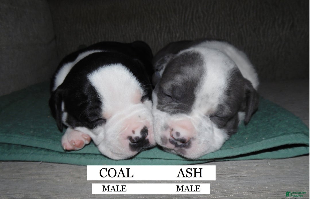 American Pit Bull Terrier dogs for sale: ASH - Ad 4