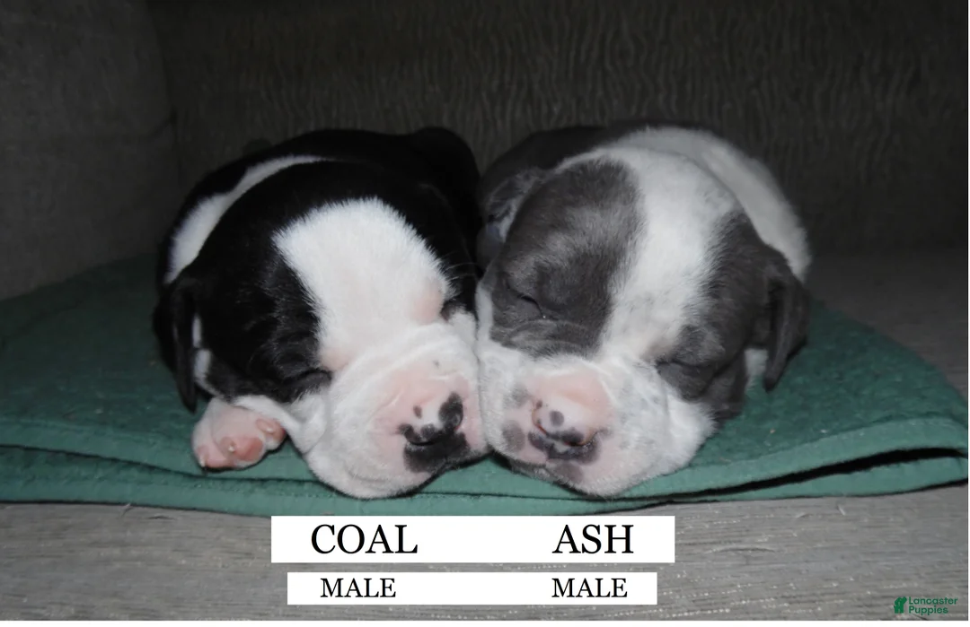American Pit Bull Terrier dogs for sale: ASH - Ad 5