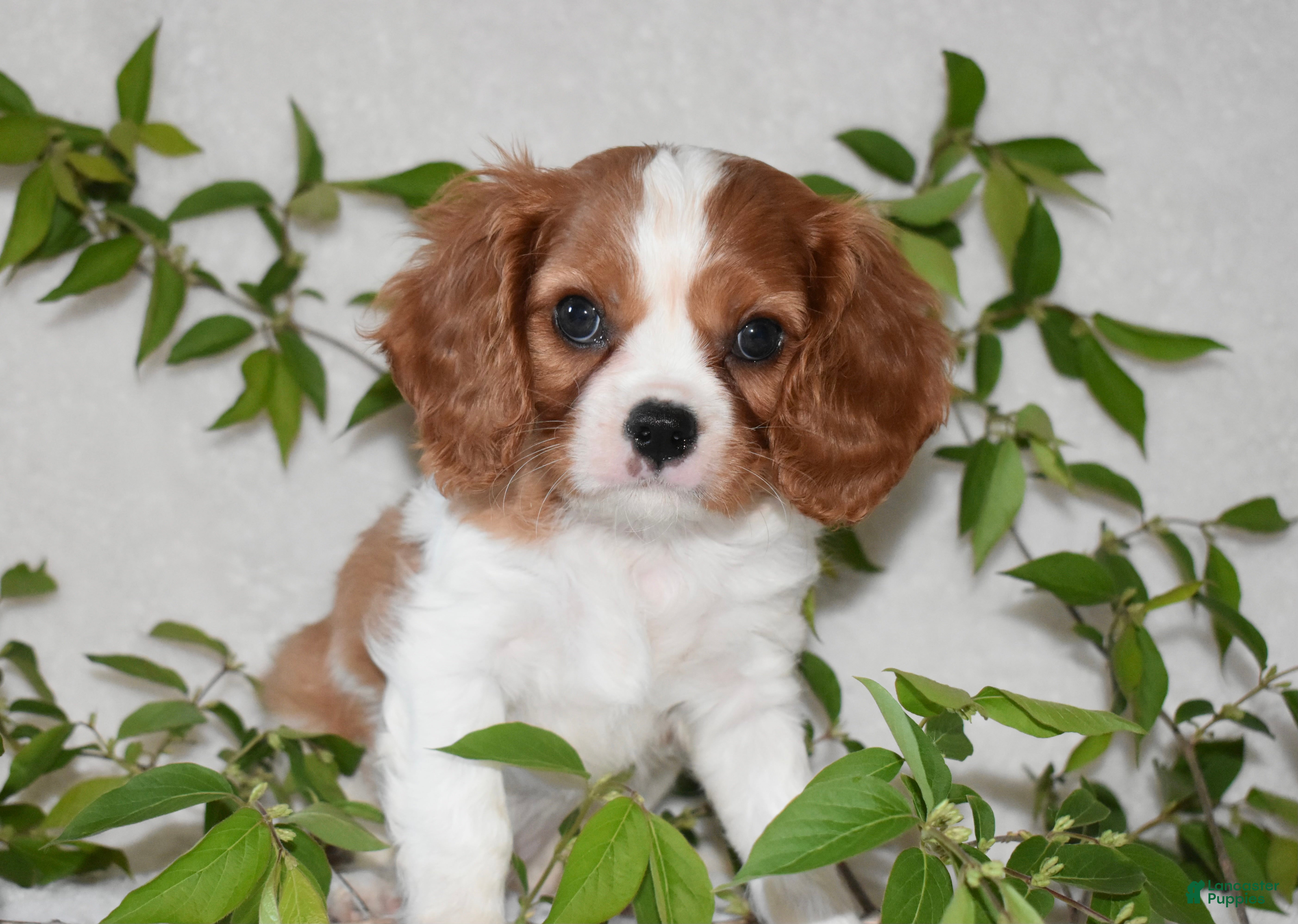 Cavalier King Charles Spaniel dogs Romeo  - Ad 14