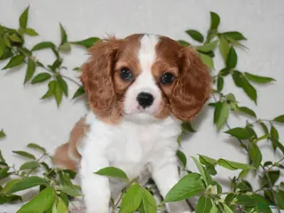 Cavalier King Charles Spaniel dogs Romeo - Ad 14