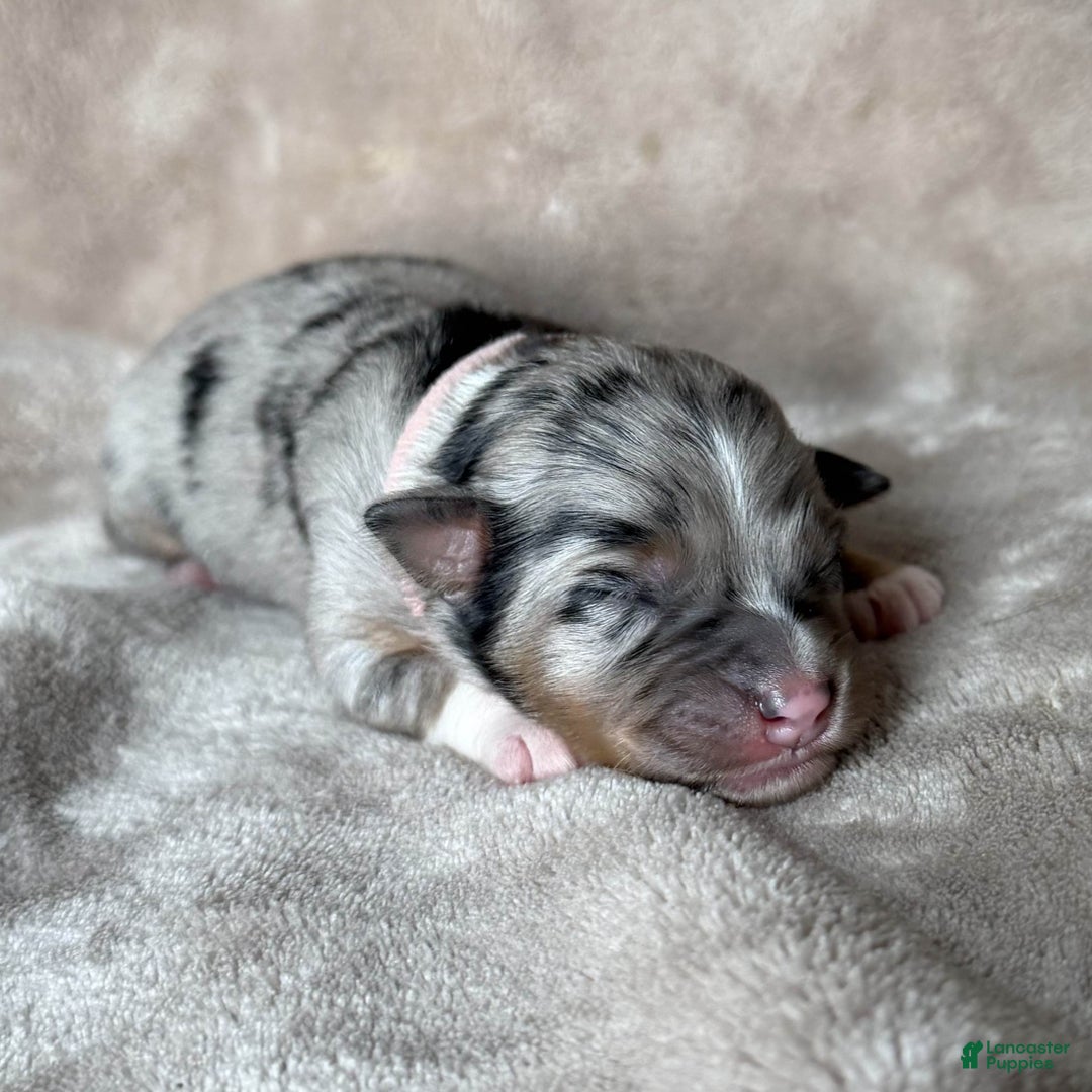 Australian Shepherd dogs for sale: Petal - Ad 1